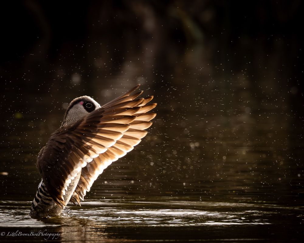 A Pink Eared Duck has risen to it's full height, it's wings are thrown forward with light streaming through the "fingers' as it scatters tiny glowing drops of water into the darkness.