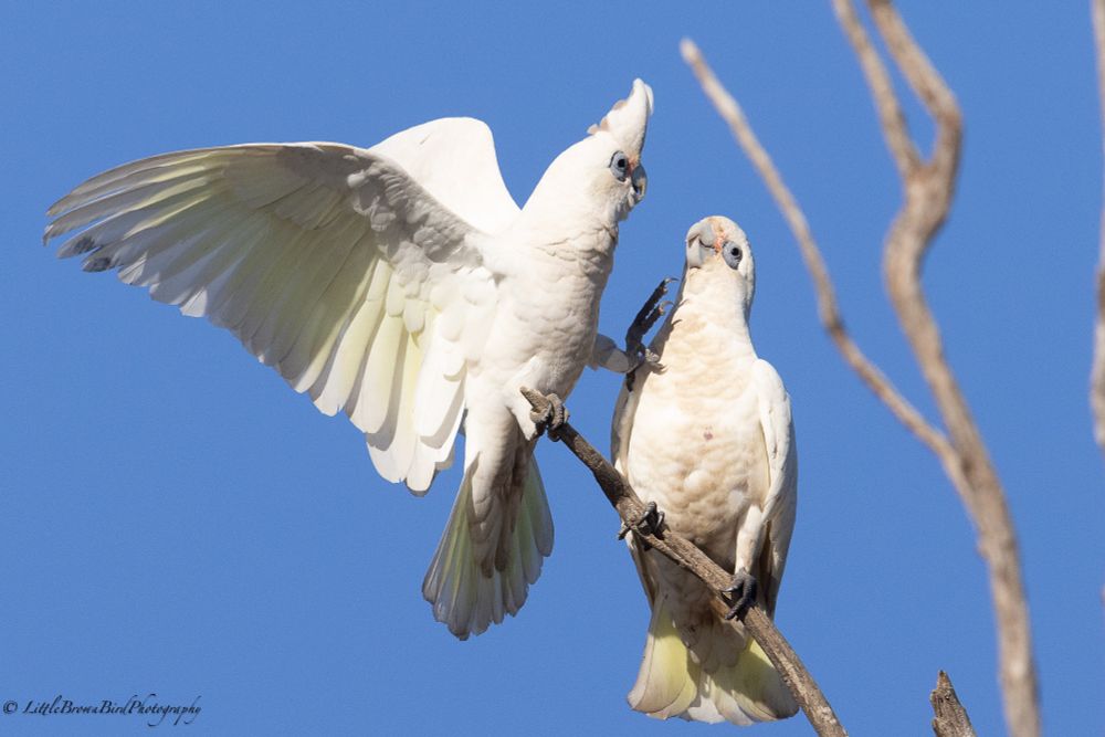 A series of images of 2 corellas squabbling and playing on branch.