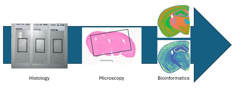 Image of a blue arrow pointing left to right, on top of the arrow, starting at the left are some microscope slides of prepared histology samples, the middle image is the prepared sample when viewed under a microscope and on the right is the bioinformatics data, this is designed to show the process of sample preparation through to analysis for Spatial Transcriptomics.