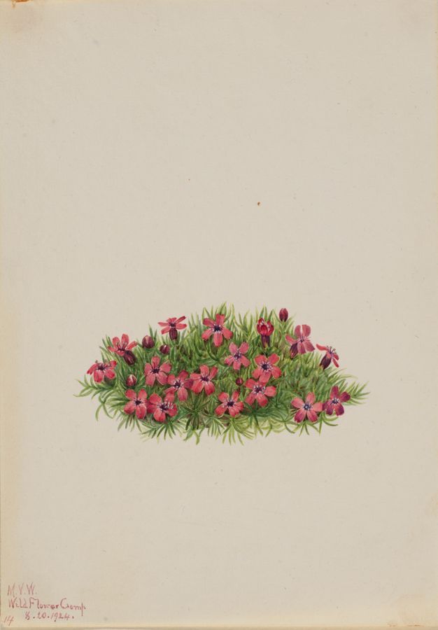 Moss Campion (Silene acaulis)