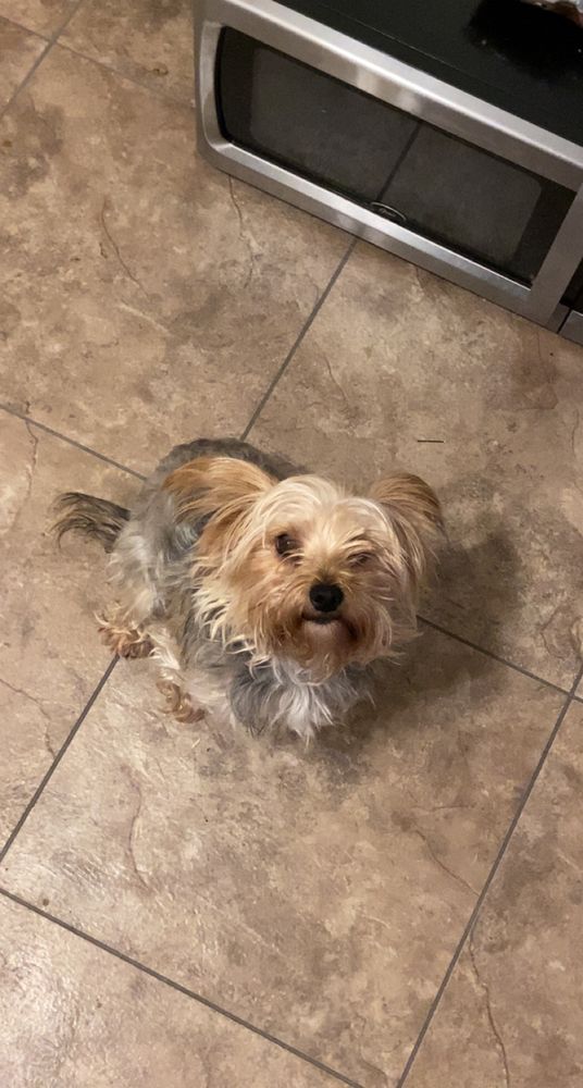 Yorkshire Terrior mix sitting