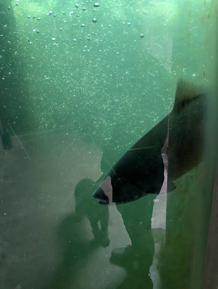 Salmon swims past window, with dog and human owner reflected on other side 