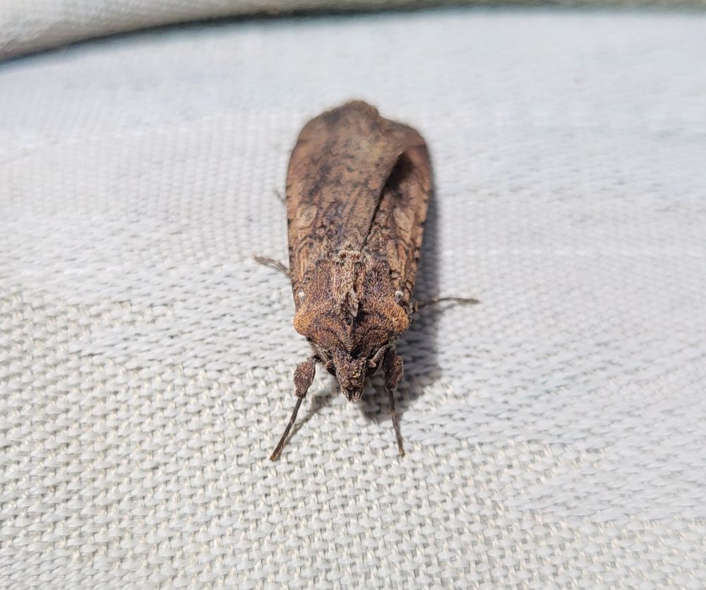 Moth in Michigan
