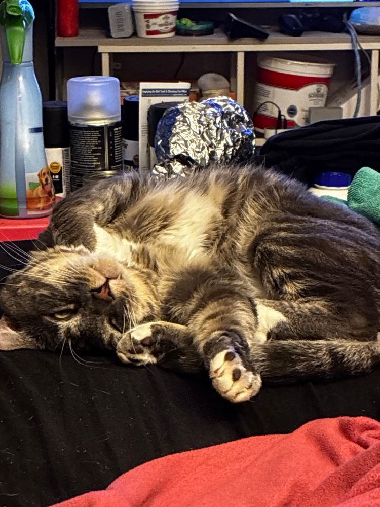 Yukina, Farore’s big tomcat is asleep on a bed. He is contorted in such a way that defies description. His toe beans on two paws are visible!