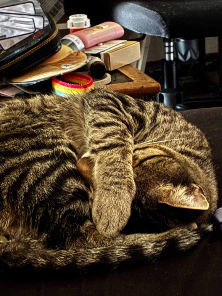 Farore’s little buddy Kyo, a tan tabby cat is sleeping in the classic croissant shape. His tail is stretched out over his head and he has his paw draped over his eye like he’s trying to keep the light out.