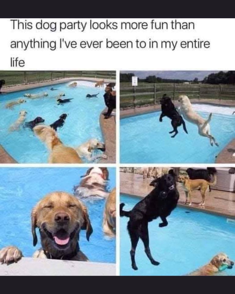 Pool Pawty!!

#animals #funny #dogs #comedy #cats