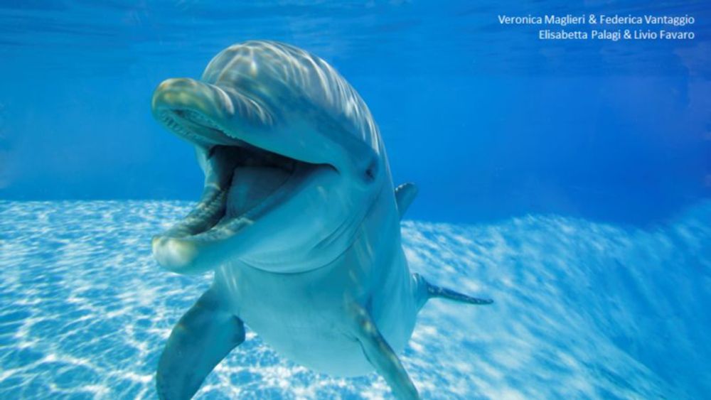 Dolphins ‘smile’ at each other when they play and to avoid misunderstanding, study finds | CNN