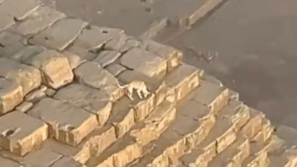 Dog spotted hanging out on top of ancient pyramid in Egypt | CNN