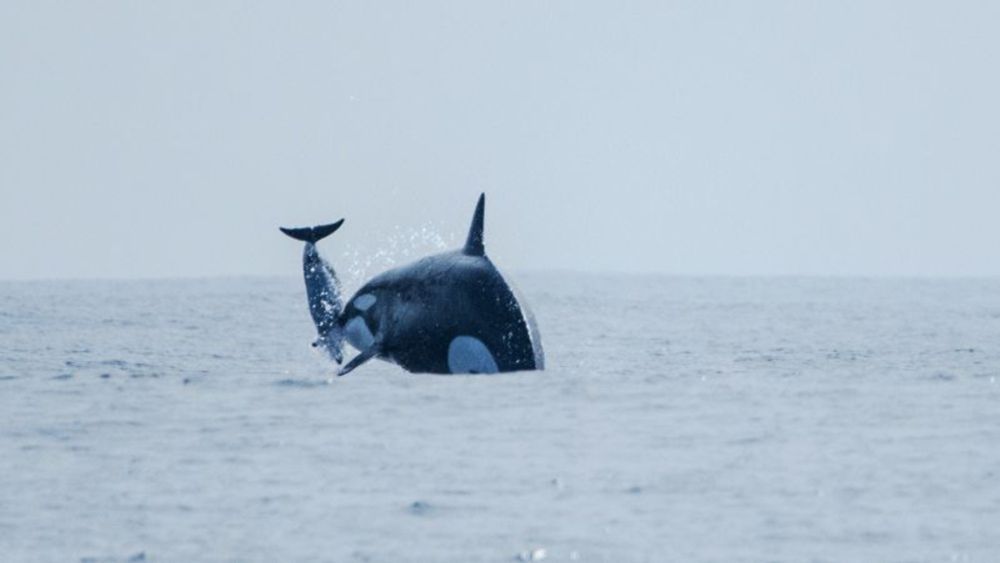 Elusive orca group hunts dolphins off Chile, new images reveal | CNN