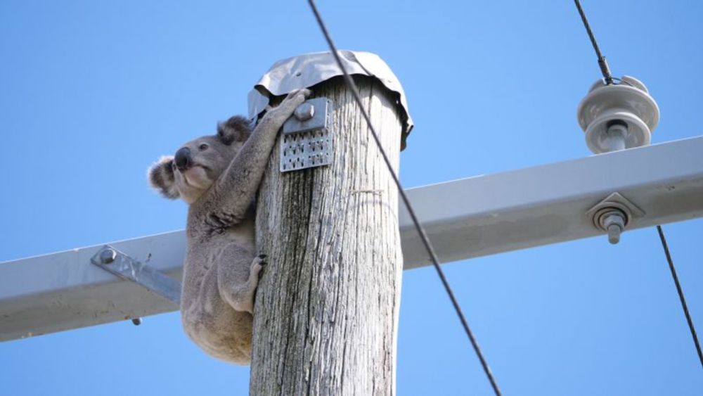 Koalas are up power poles, on roads, in schools. Why the outlook for Australia’s listed icons remains ‘poor’ | CNN