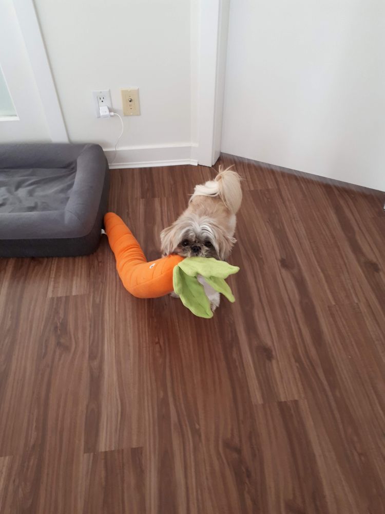My shih tzu named Bubba holding a toy carrot that's bigger than he is