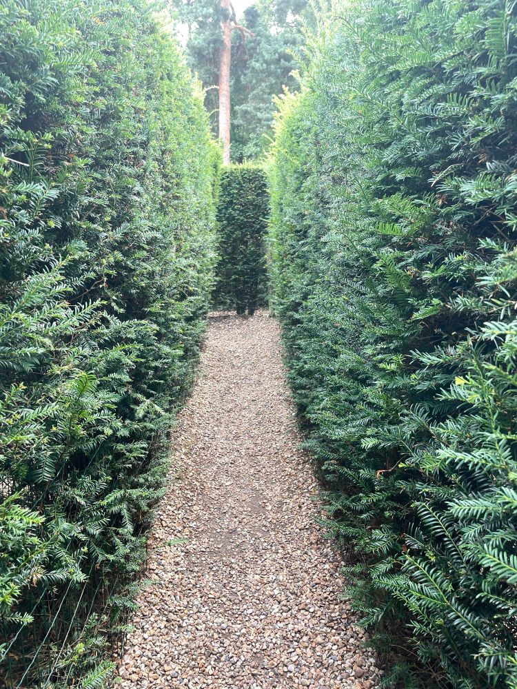 A yew maze
