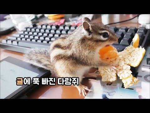 귤에 푹 빠진 다람쥐