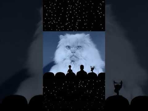 MST3K: C is for Cat