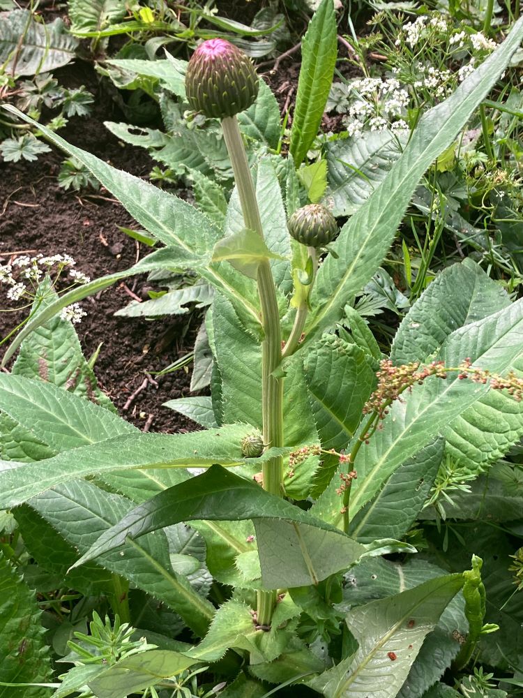 A robust looking plant with spear shaped leaves, curved around where they join the stem, and a large bud of the red flower at the top of the stem. Pignut flowers and other foliage in the background 