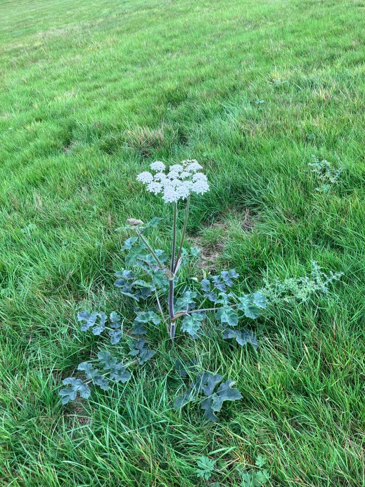 Dark green divided leaves, Hairy stem, flower a group of white umbels. A rather short hogweed plant growing in short grass