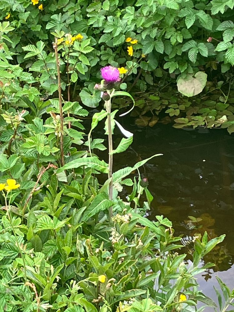 Flower stalk coming up from mixed foliage by a stream, with a big bright pink thistle-like flower at the top
Also visible: meadowsweet and marsh marigolds