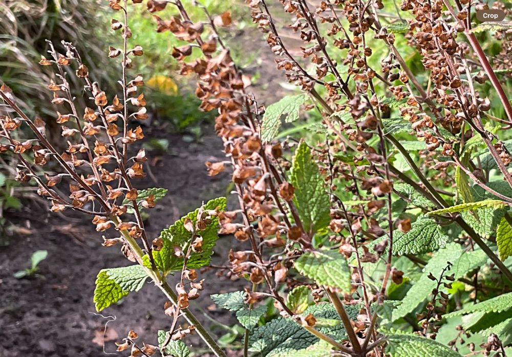 Thin stalks with little brown cup shaped seed cases, above pairs of veined grey-green eaves