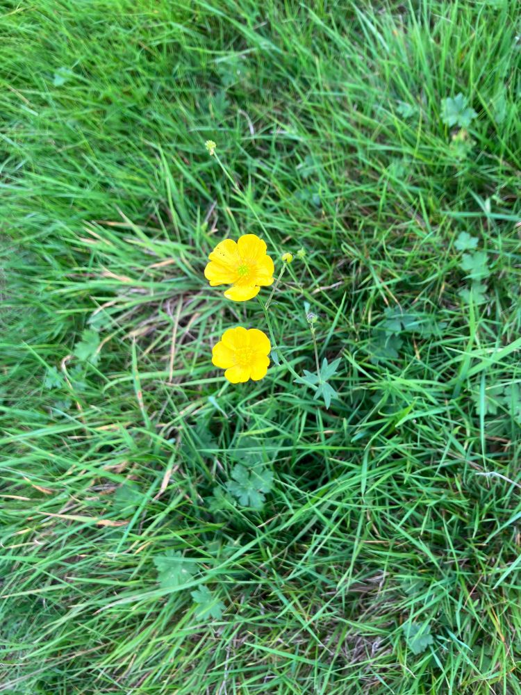 A couple of bright golden flowers, a few buttercup leaves, lots of short grass