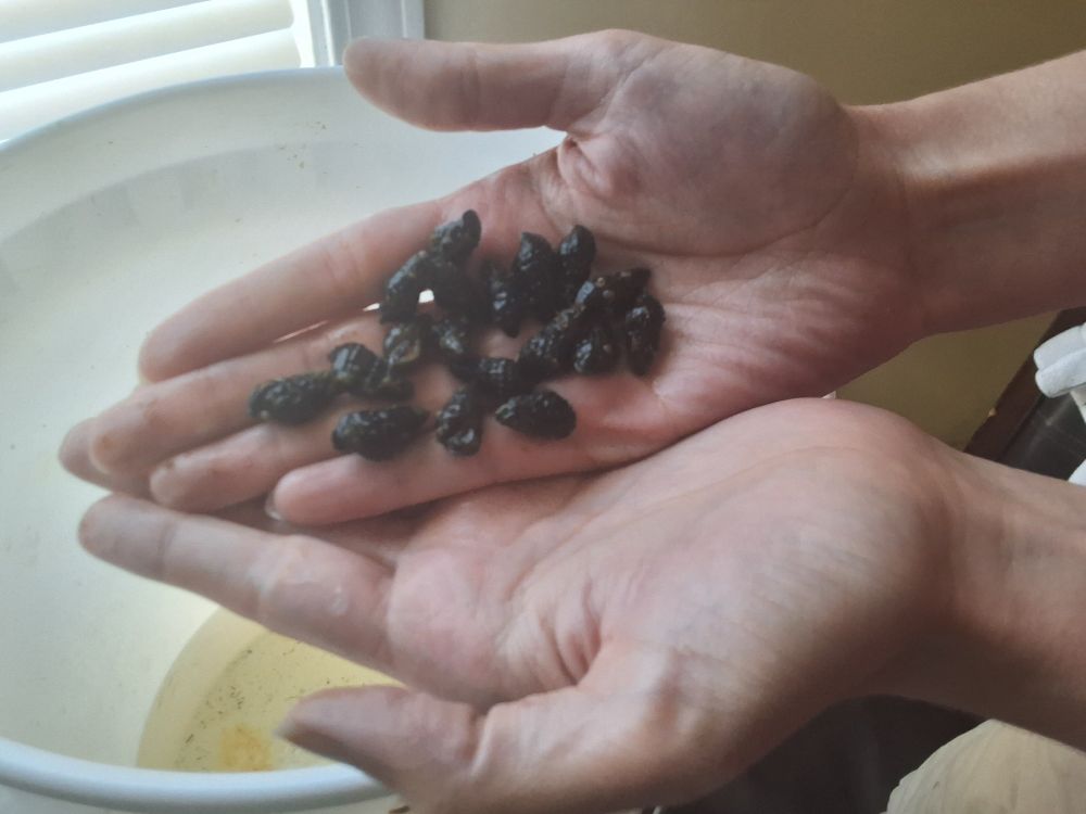 Handful of live snails