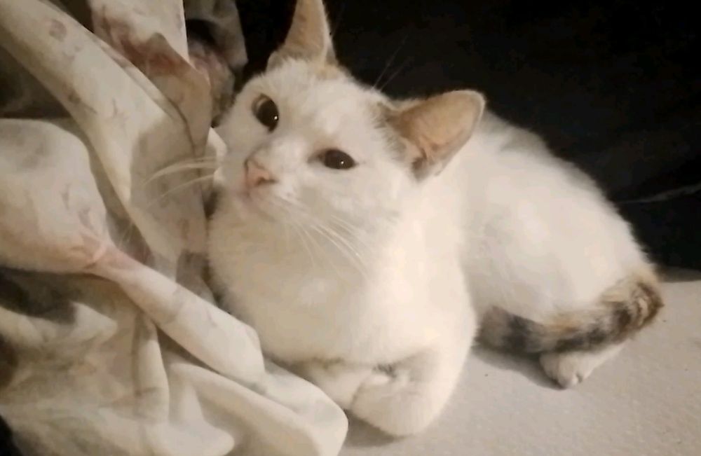 HORCHATA IS HYPNOTIZING YOU TO LIKE THIS POST!!!