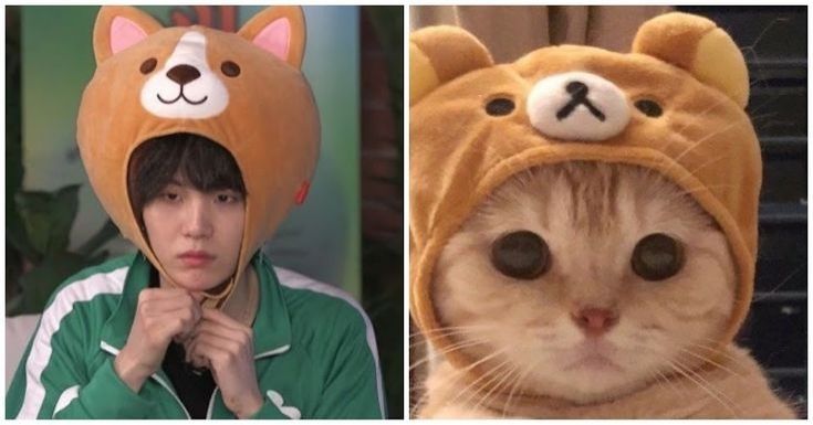Suga and Cat Comparison 4