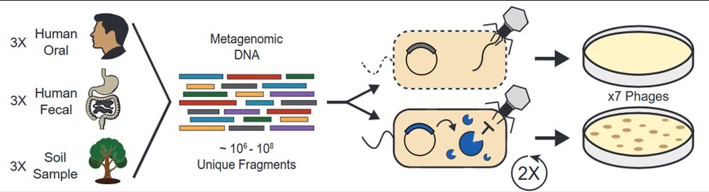 Functional Metagenomic Selections for Phage Defense