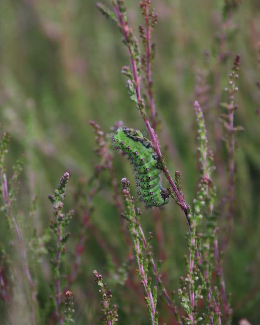 A green caterpillar blends in with the green and purple of the ling heather 