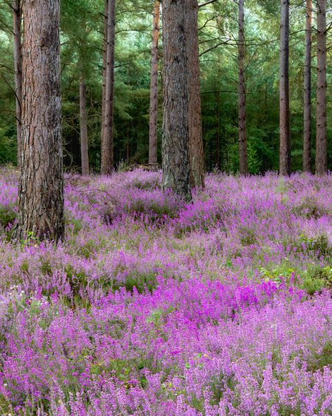 Flowering purple heather and pine trees on Ambersham Common