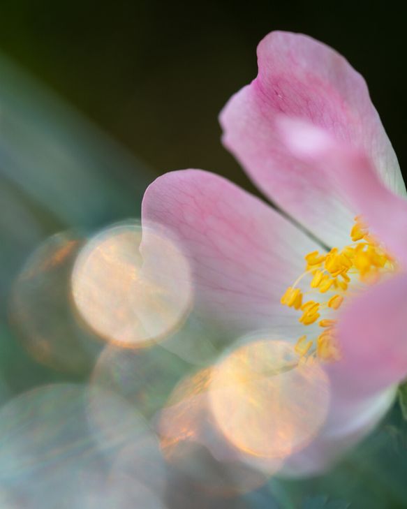 The pink petalled dog rose with beams of light refracted off the lense
