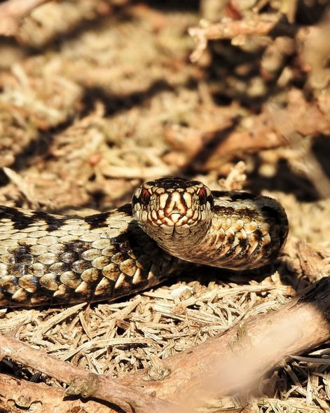 A camouflaged adder looks directly towards the camera with its piercing red eyes 