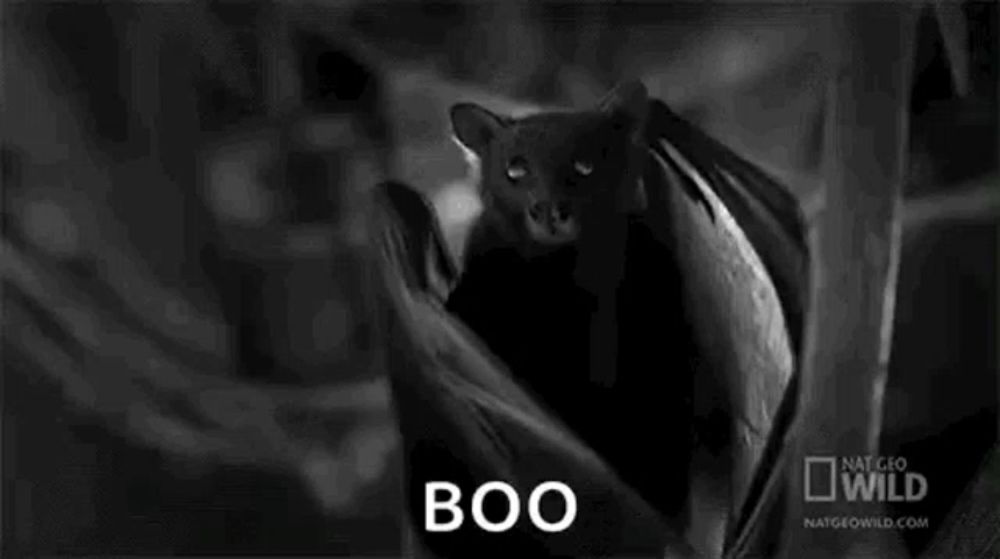 a black and white photo of a bat with the word boo written on the bottom .