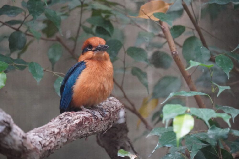 ‘Extinct’ Guam kingfisher takes flight again after nearly 40 years