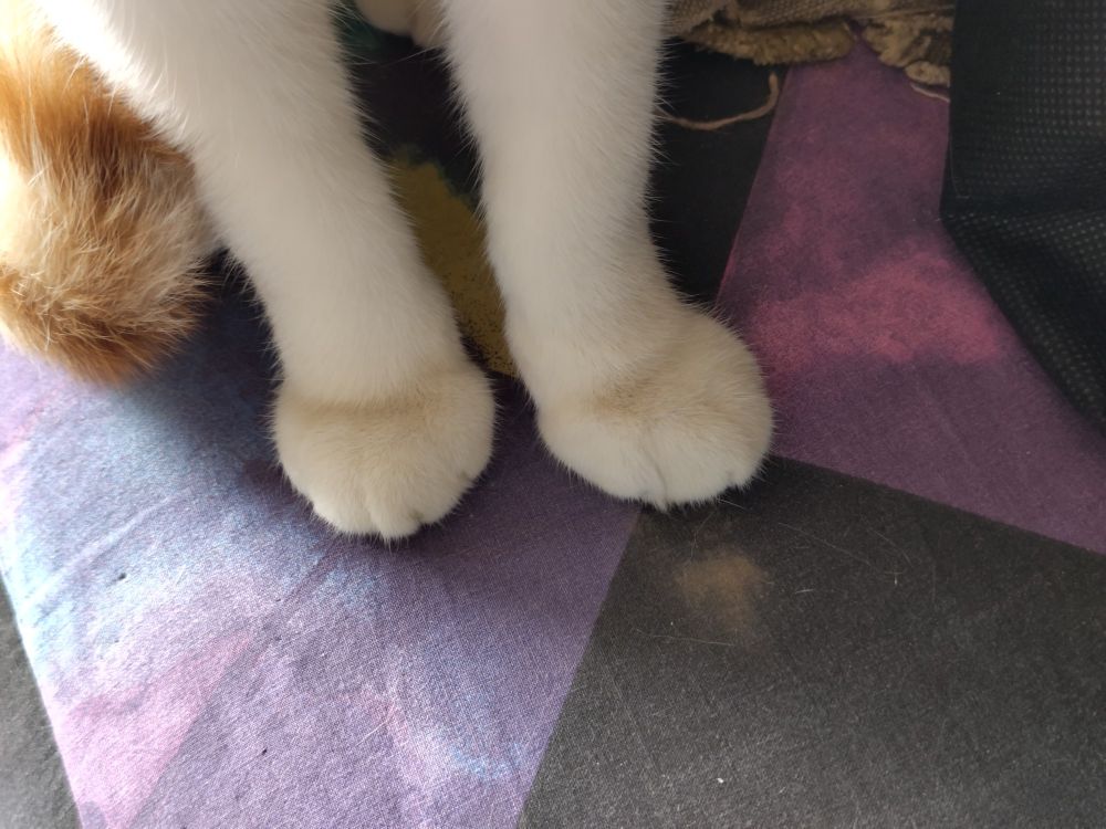 My son Fry's paws gracefully supporting his gentle weight with considerable style