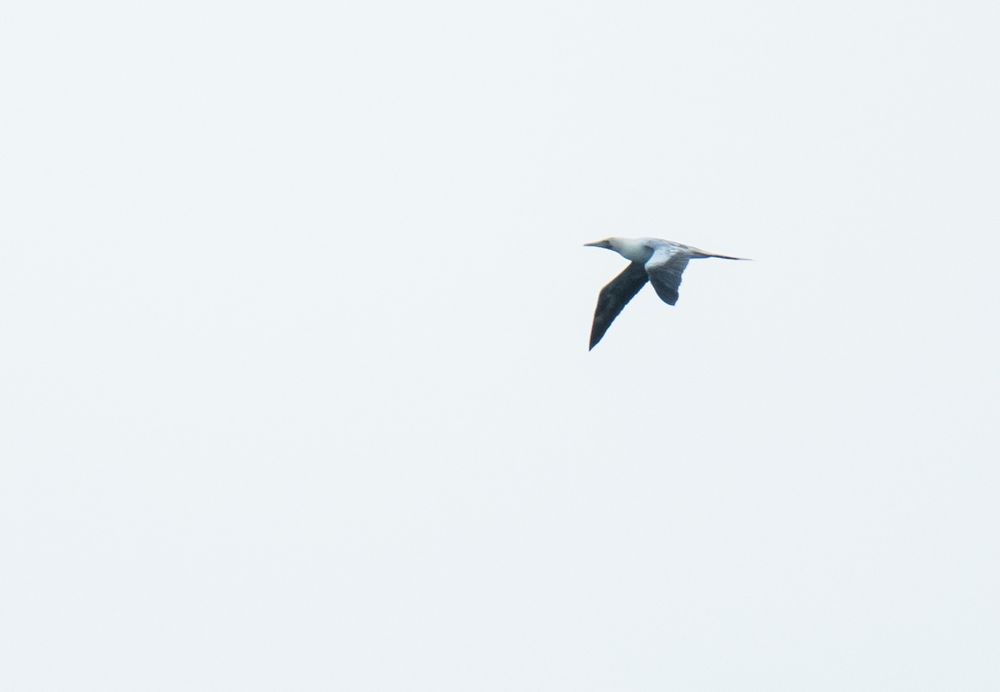 A very distant photo of a masked booby in flight.