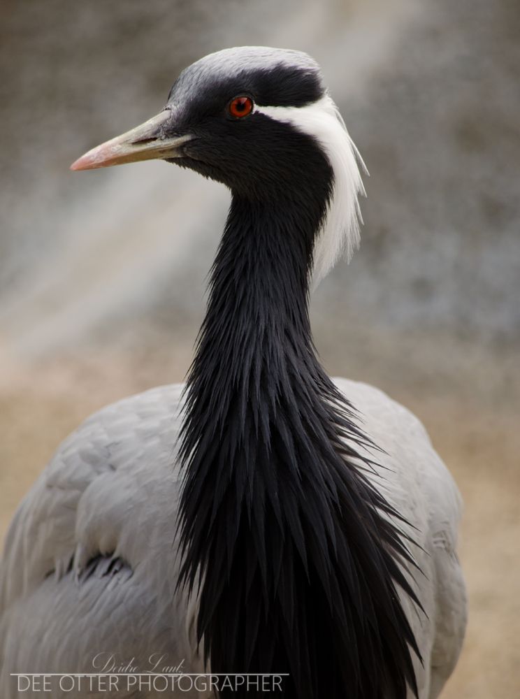 Demoiselle crane
Idaho Falls Zoo