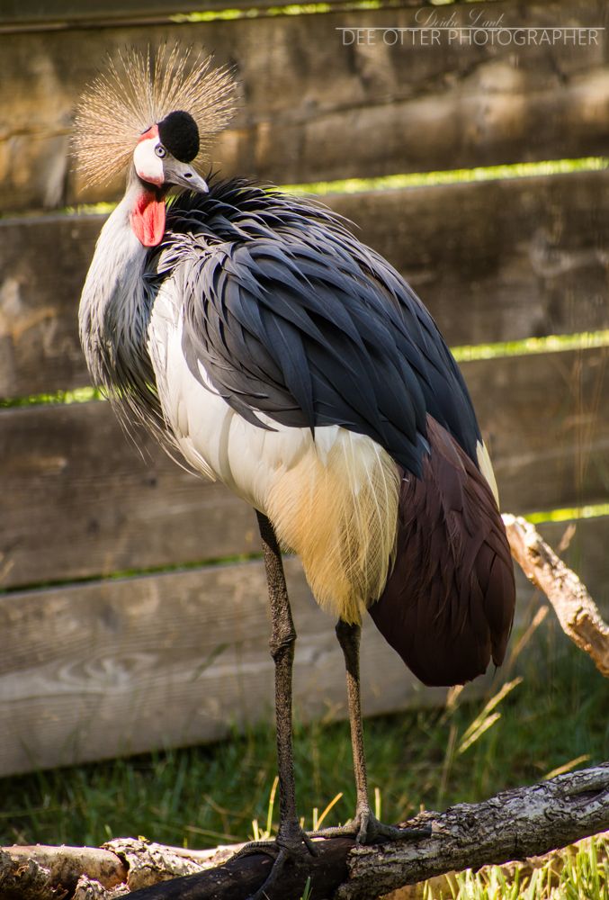 Grey crowned crane
Pueblo Zoo