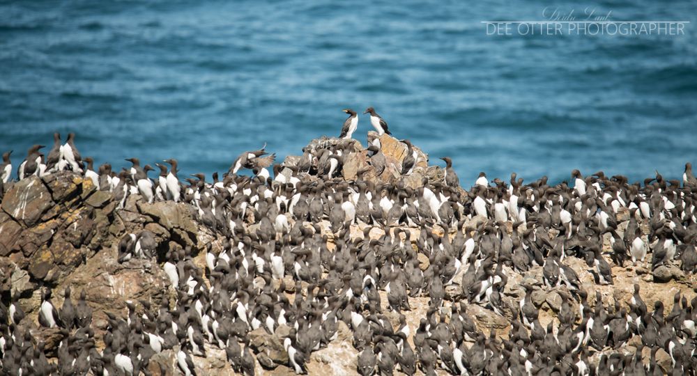 Common murres
Yaquina Head Natural Outstanding Area