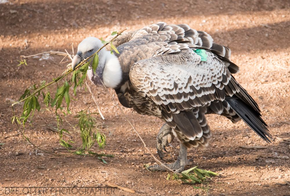 Rüppell's griffon vulture carrying some fresh nesting material from the Phoenix Zoo
