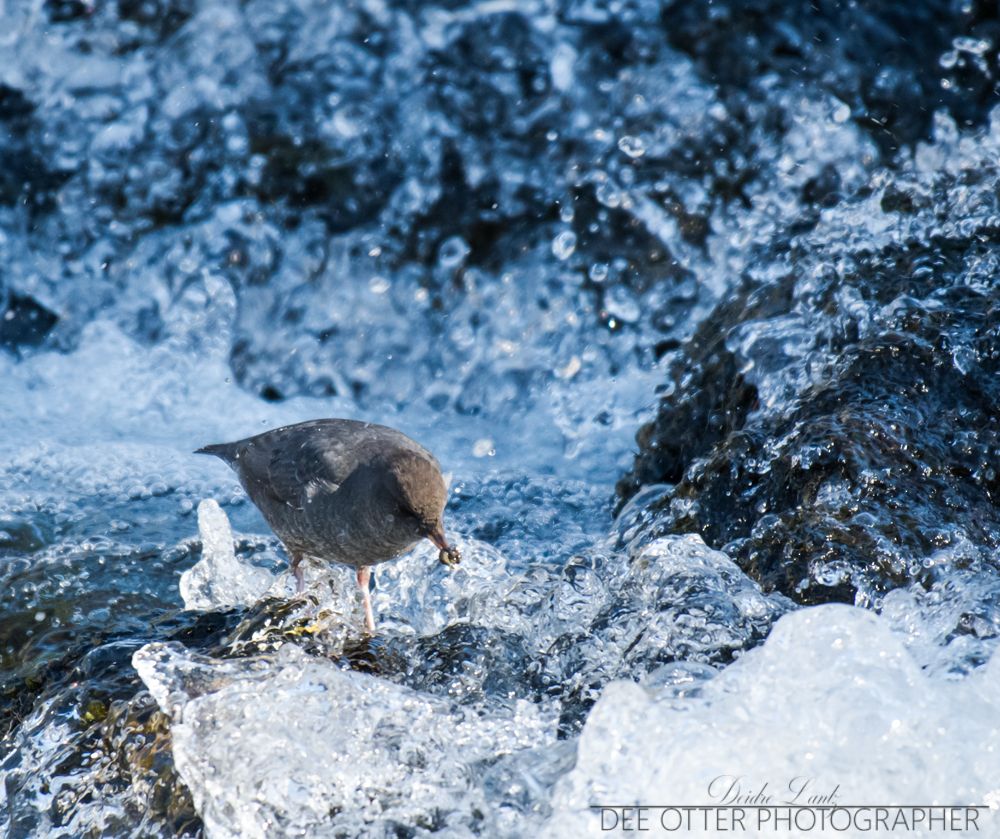 American dipper with a snack in some fast flowing water
Yellowstone National Park