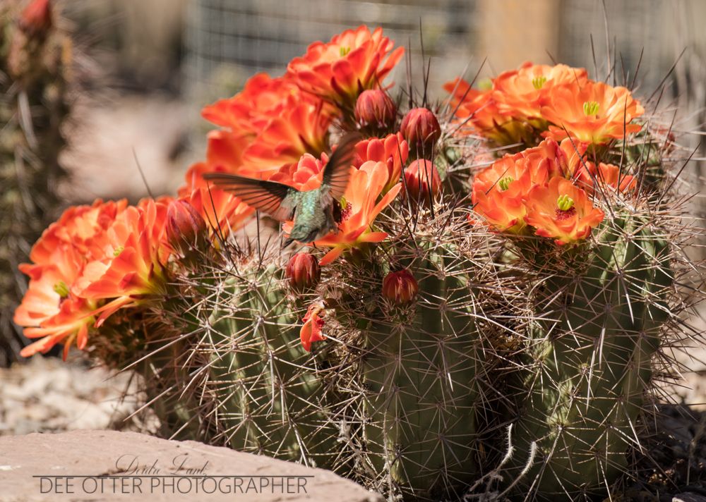 Black-chinned hummingbird humming around some cactus flowers.
Bosque del Apache NWR
