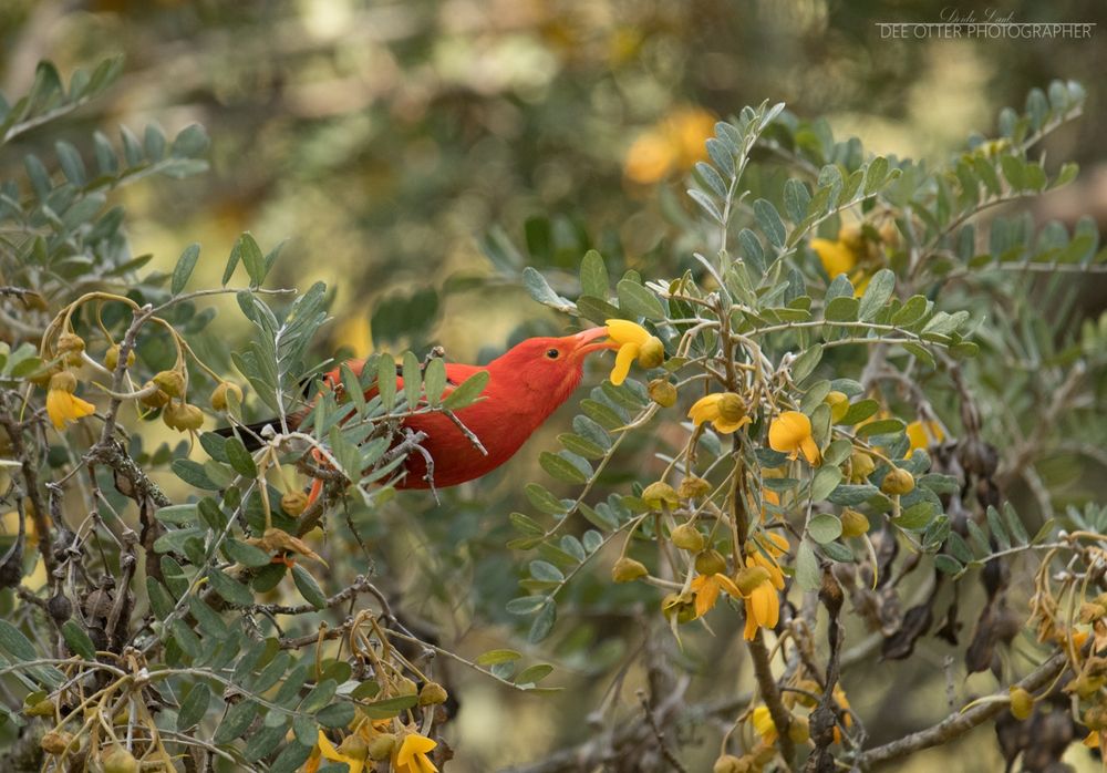 A photo of an 'I'iwi feeding from a yellow flower at Hosmer Grove in Hawaii.