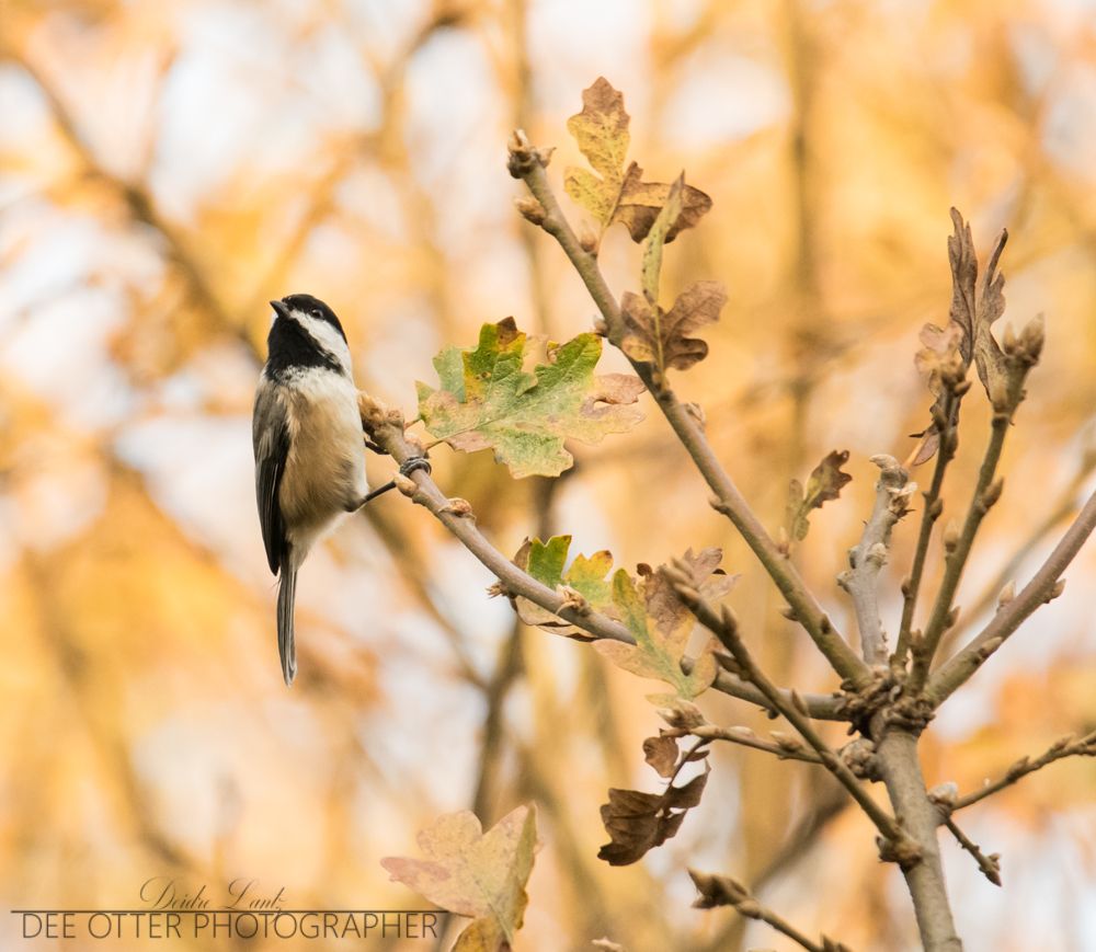 Black-capped chickadee
Tualatin River NWR