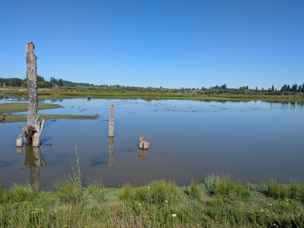 A larger body of water where some shorebirds have stopped over. There were mostly long-billed dowitchers, least sandpiper, killdeer, semipalmated sandpiper, Wilson's phalaropes, lesser yellowlegs (maybe a greater but hard to tell because distance) and some yet to be ID'd medium peeps.