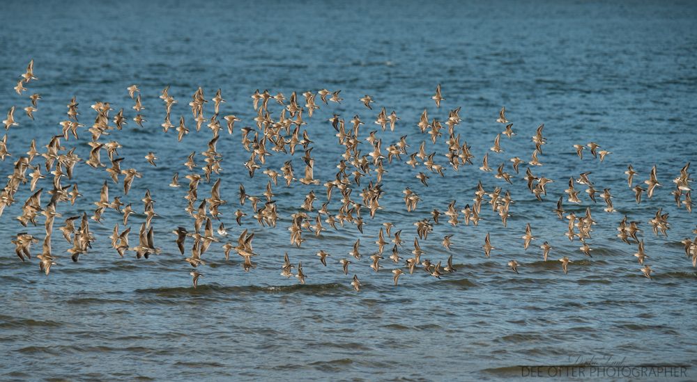 A HUGE group of shorebirds.  Mostly western sandpipers, dunlins, least sandpipers and a sneaky semipalmated plover.
Newport, OR

