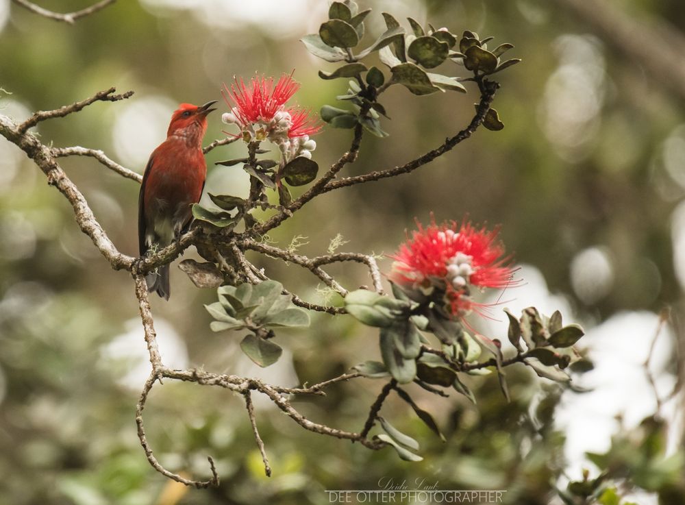 A photo of a singing ʻApapane with some Ohi'a Lehua at volcanoes NP 