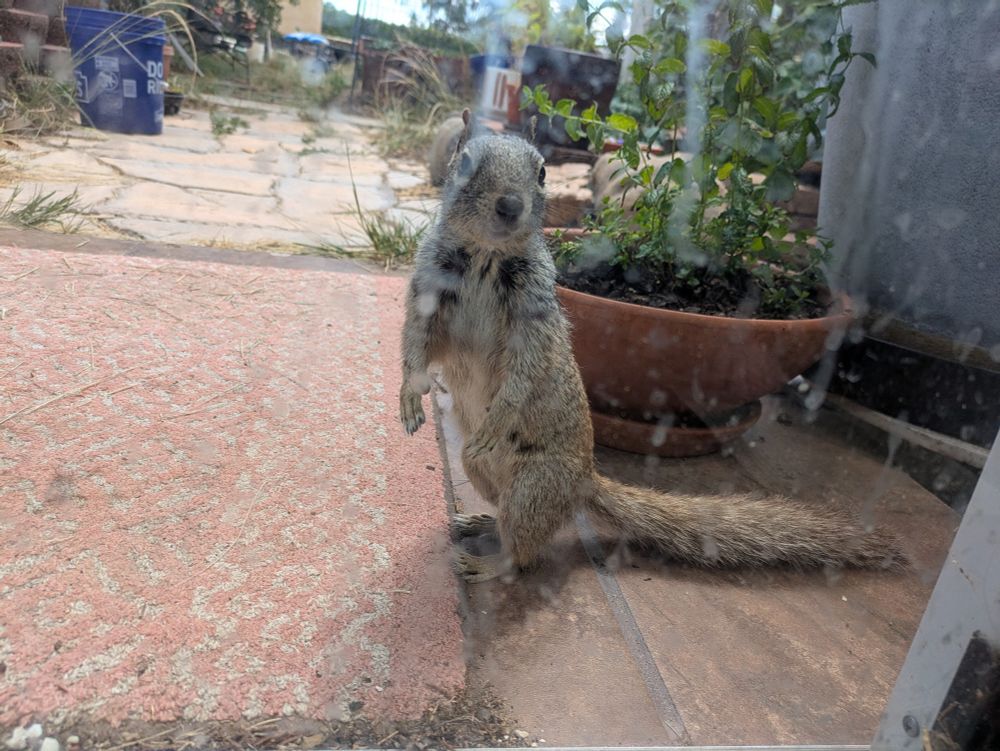A rock squirrel stands up and looks through a sliding glass door from the outside. Little does it know, there's a dog behind me who has also noticed it. Dog however is slow and I don't need her catching it and bringing it inside either.