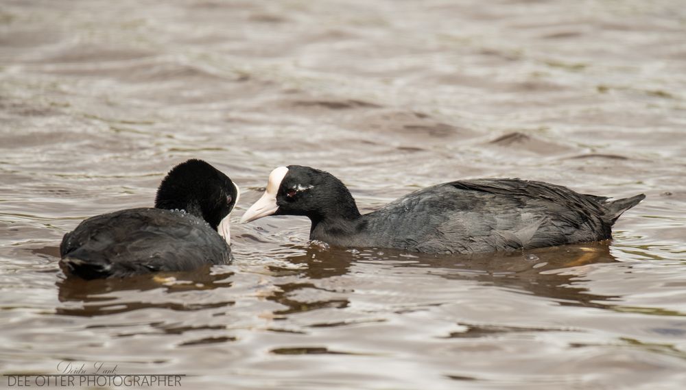 A pair of Hawaiian coots seen at Kealia Pond NWR.