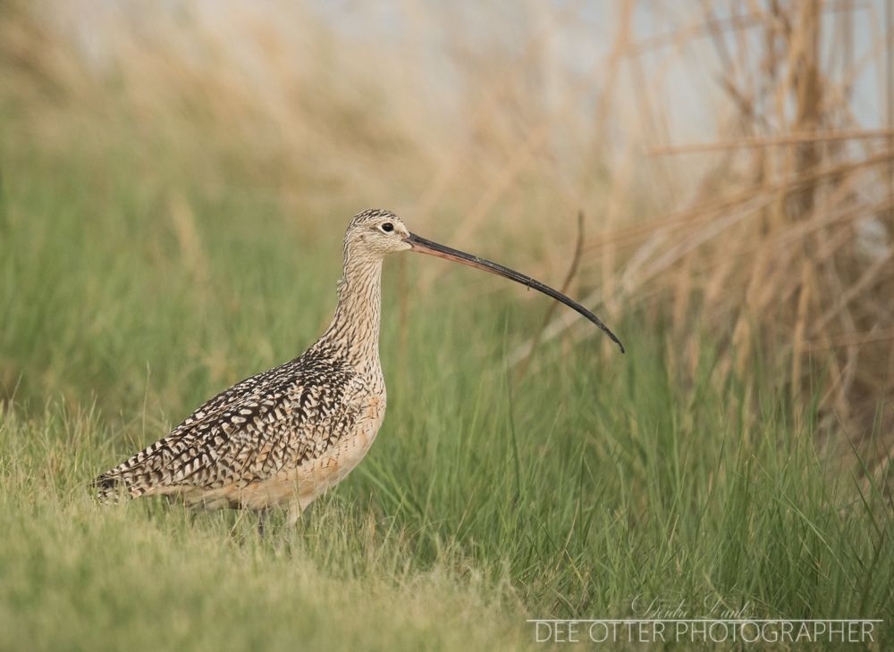 Long-billed curlew. These birds use their curved beak to poke through the dirt and sand for snacks
Bear River Migratory Bird Refuge