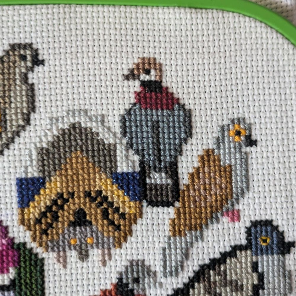 WIP cross stitch work featuring pigeons from last year's Avian August.